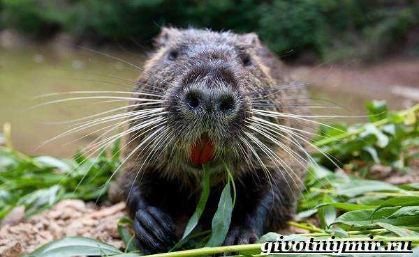 Экологическая