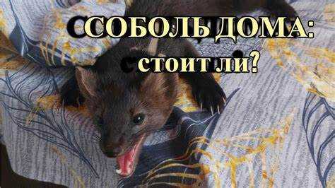 Социальное