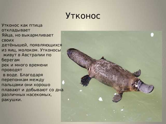 Охрана мест обитания утконосов