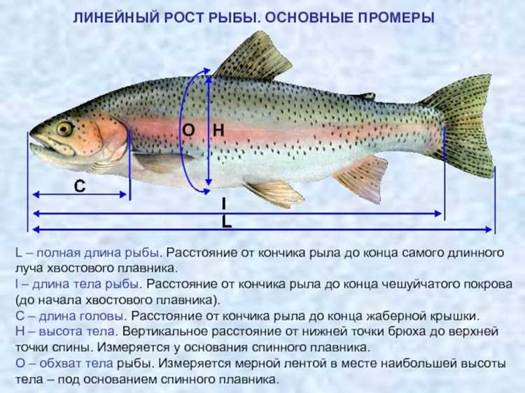 Различия между семгой и другими лососевыми