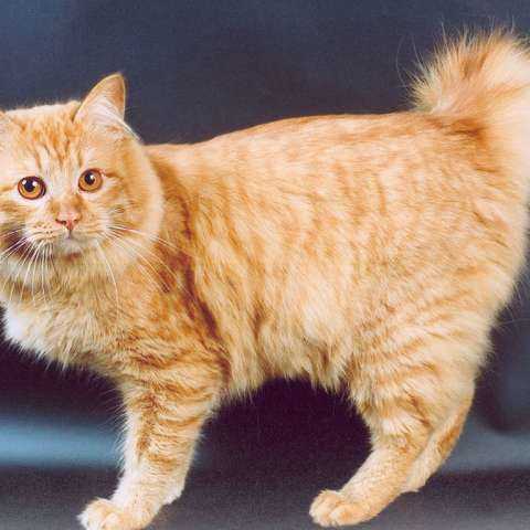 Характер