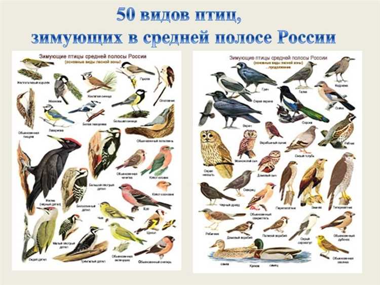 Размножение