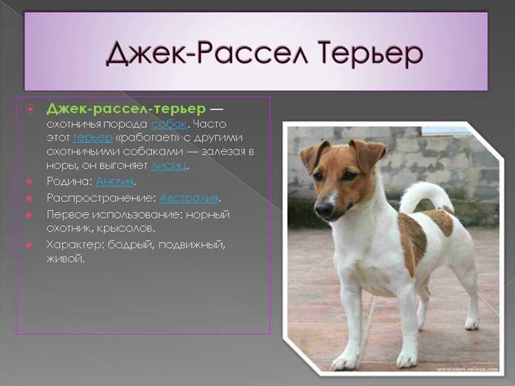 Характеристика популярных пород
