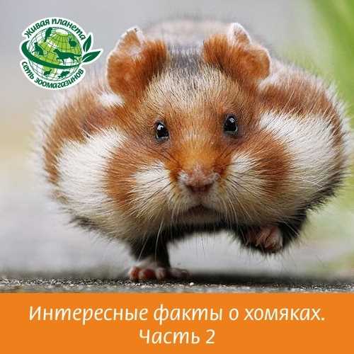 Хомяки кров, маленькие и незаметные спасатели вашего здоровья в борьбе с стрессом и нервозностью, обеспечивающие вам незаменимую поддержку на пути к гармонии и благополучию