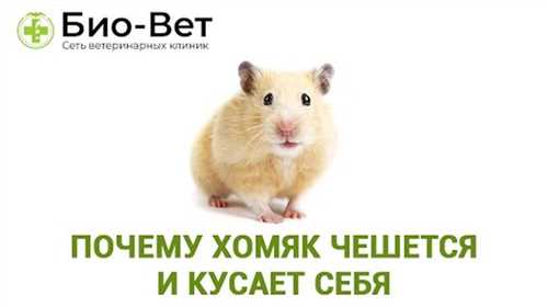 Почему у хомяков выпадает шерсть и как с этим бороться