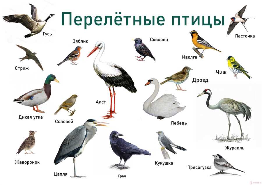 Питание