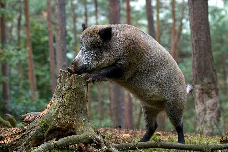 Заросли