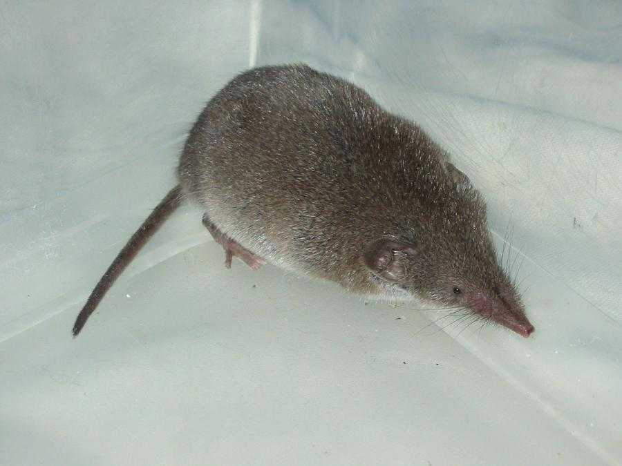 Мышь