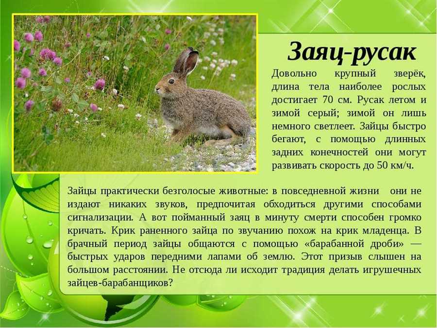 Заяц