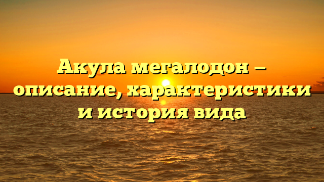 Акула мегалодон — описание, характеристики и история вида