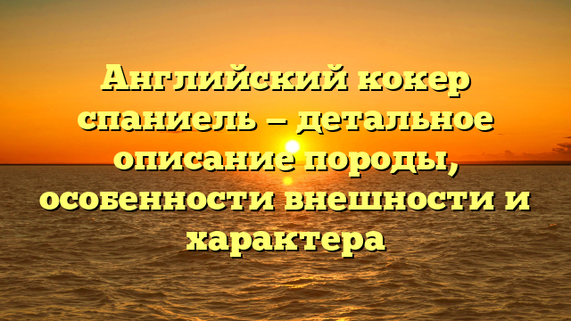 Английский кокер спаниель — детальное описание породы, особенности внешности и характера