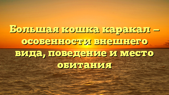 Большая кошка каракал — особенности внешнего вида, поведение и место обитания