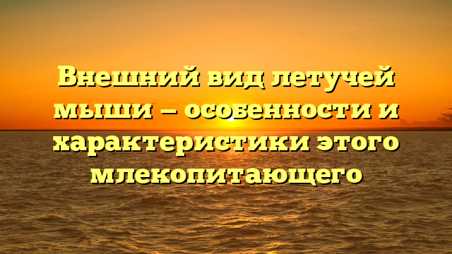 Внешний вид летучей мыши — особенности и характеристики этого млекопитающего