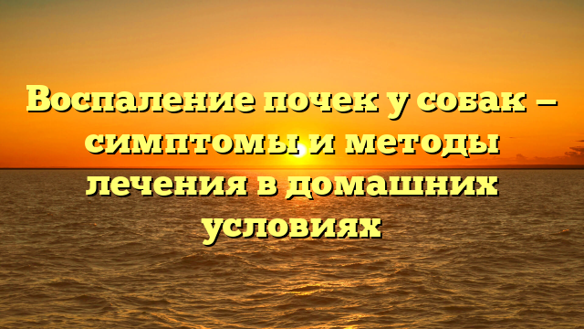 Воспаление почек у собак — симптомы и методы лечения в домашних условиях