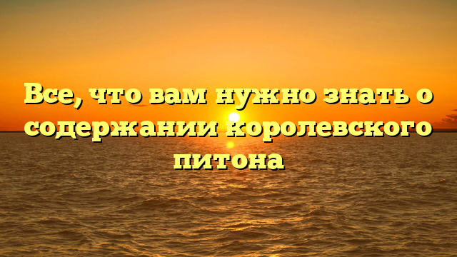 Все, что вам нужно знать о содержании королевского питона