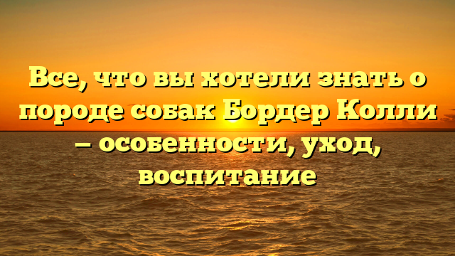 Все, что вы хотели знать о породе собак Бордер Колли — особенности, уход, воспитание