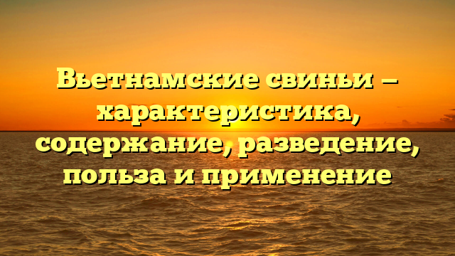 Вьетнамские свиньи — характеристика, содержание, разведение, польза и применение