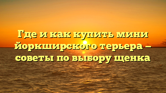 Где и как купить мини йоркширского терьера — советы по выбору щенка