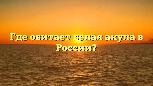 Где обитает белая акула в России?