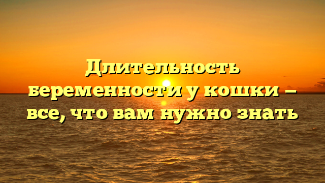 Длительность беременности у кошки — все, что вам нужно знать