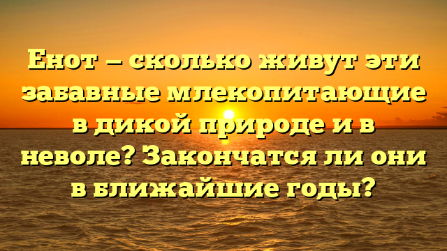 Енот — сколько живут эти забавные млекопитающие в дикой природе и в неволе? Закончатся ли они в ближайшие годы?