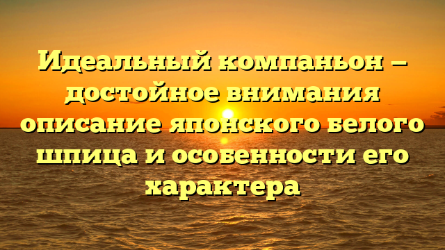 Идеальный компаньон — достойное внимания описание японского белого шпица и особенности его характера
