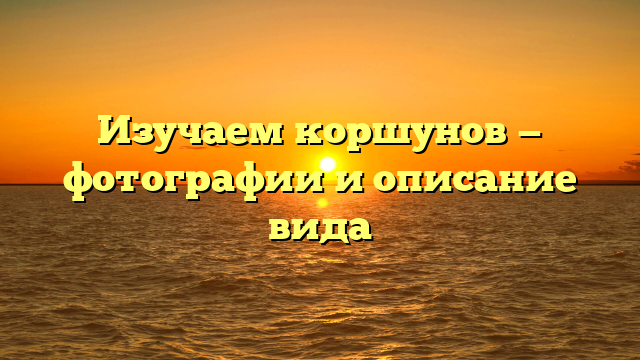 Изучаем коршунов — фотографии и описание вида