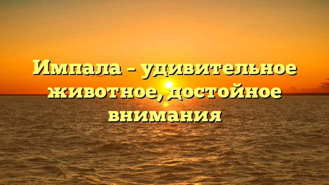 Импала – удивительное животное, достойное внимания
