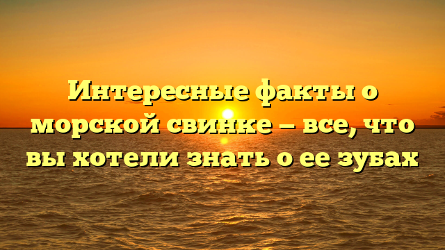 Интересные факты о морской свинке — все, что вы хотели знать о ее зубах