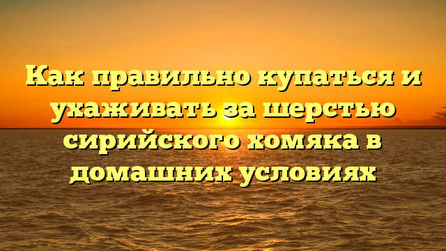 Как правильно купаться и ухаживать за шерстью сирийского хомяка в домашних условиях