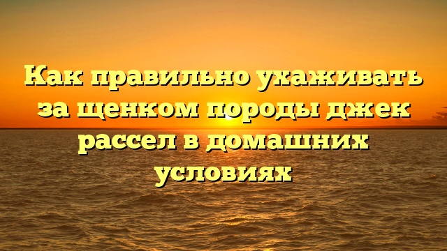 Как правильно ухаживать за щенком породы джек рассел в домашних условиях