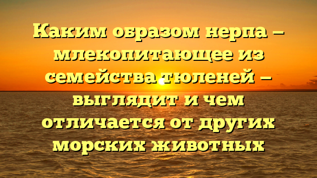 Каким образом нерпа — млекопитающее из семейства тюленей — выглядит и чем отличается от других морских животных