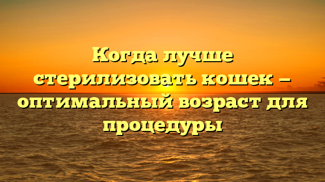 Когда лучше стерилизовать кошек — оптимальный возраст для процедуры