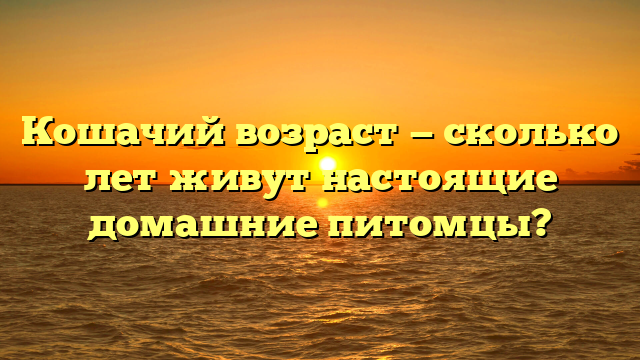 Кошачий возраст — сколько лет живут настоящие домашние питомцы?