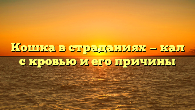 Кошка в страданиях — кал с кровью и его причины