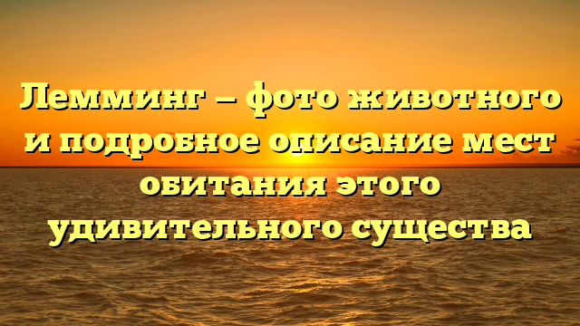 Лемминг — фото животного и подробное описание мест обитания этого удивительного существа