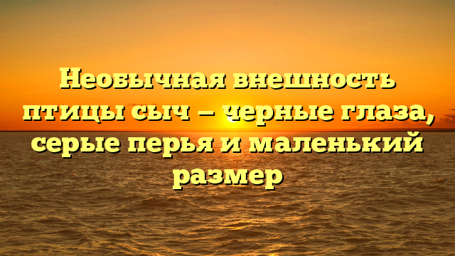 Необычная внешность птицы сыч — черные глаза, серые перья и маленький размер