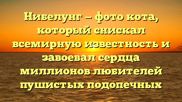 Нибелунг — фото кота, который снискал всемирную известность и завоевал сердца миллионов любителей пушистых подопечных