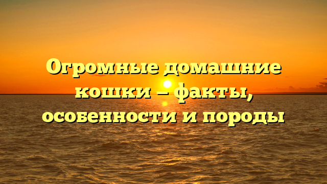 Огромные домашние кошки — факты, особенности и породы