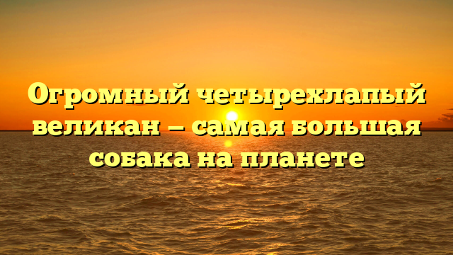 Огромный четырехлапый великан — самая большая собака на планете