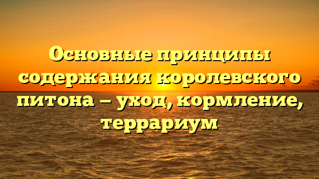 Основные принципы содержания королевского питона — уход, кормление, террариум