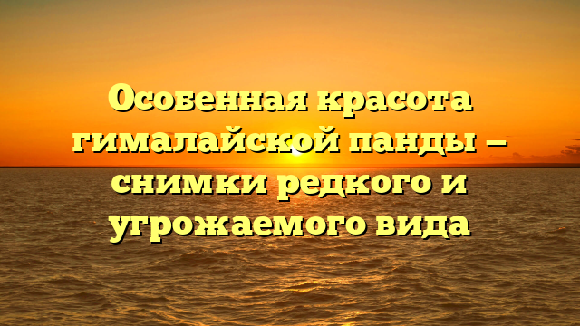 Особенная красота гималайской панды — снимки редкого и угрожаемого вида