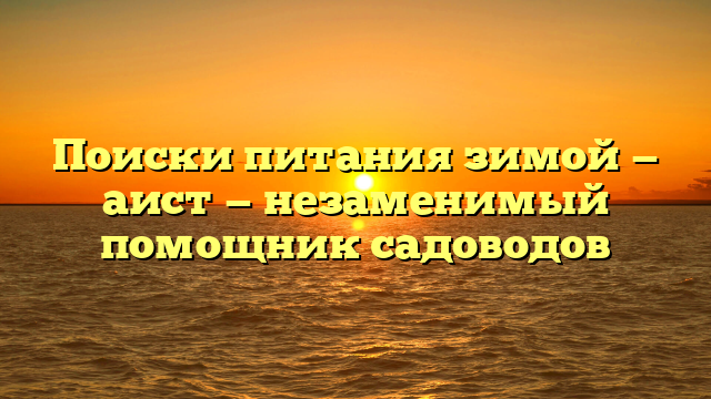 Поиски питания зимой — аист — незаменимый помощник садоводов