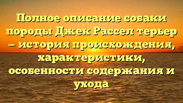 Полное описание собаки породы Джек Рассел терьер — история происхождения, характеристики, особенности содержания и ухода