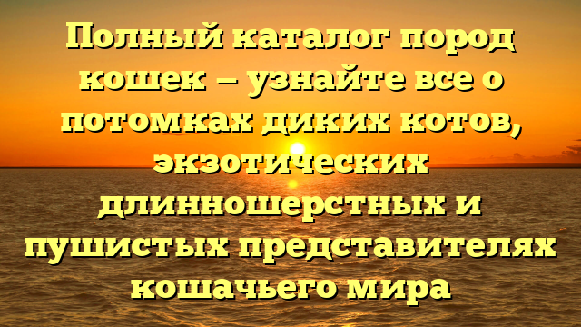 Полный каталог пород кошек — узнайте все о потомках диких котов, экзотических длинношерстных и пушистых представителях кошачьего мира