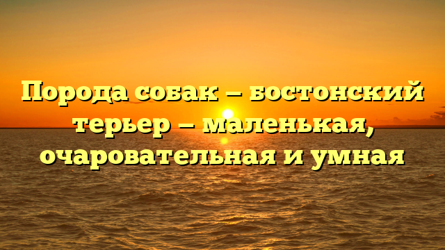 Порода собак — бостонский терьер — маленькая, очаровательная и умная
