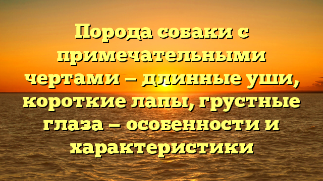 Порода собаки с примечательными чертами — длинные уши, короткие лапы, грустные глаза — особенности и характеристики
