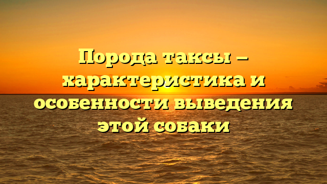 Порода таксы — характеристика и особенности выведения этой собаки