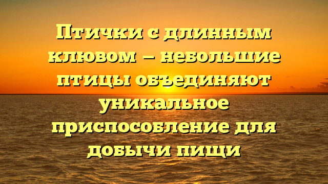 Птички с длинным клювом — небольшие птицы объединяют уникальное приспособление для добычи пищи