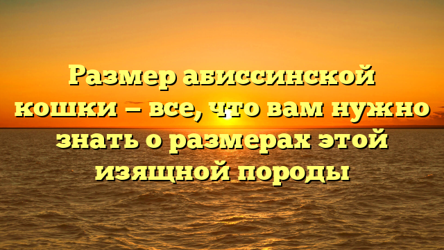 Размер абиссинской кошки — все, что вам нужно знать о размерах этой изящной породы